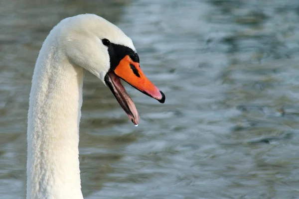 Aswanscenic Uitzicht Majestueuze Zwaan Natuur — Stockfoto