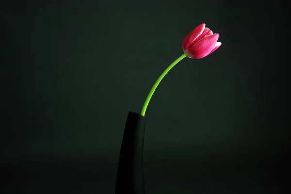 Vista Cênica Belas Flores Tulipa — Fotografia de Stock