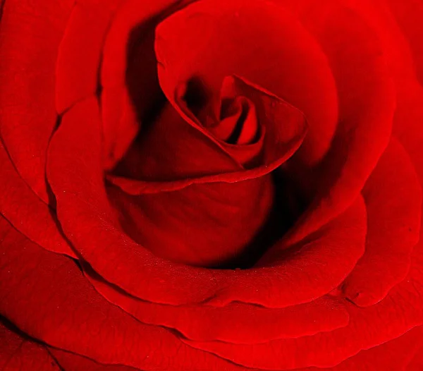 Belleza Pétalos Rosa Roja Flora Romántica —  Fotos de Stock