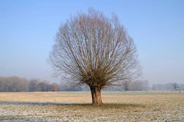 Elsteraue Bij Leipzig — Stockfoto