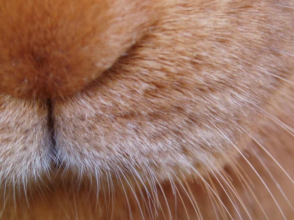 Cute Bunny Closeup Shot — Stock Photo, Image