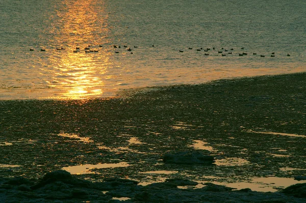 Aussichtsreiche Aussicht Auf Schöne Vögel Der Natur — Stockfoto