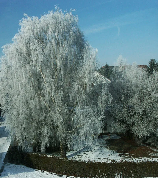 View Bedroom Window Today Seemed Birch Could Hardly Carry Load — Stock Photo, Image