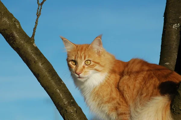 Porträt Einer Süßen Katze — Stockfoto