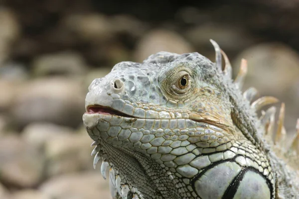 Dzikie Zwierzę Gadów Iguana — Zdjęcie stockowe