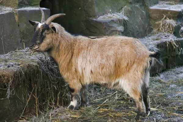 Een Geit Bergen — Stockfoto