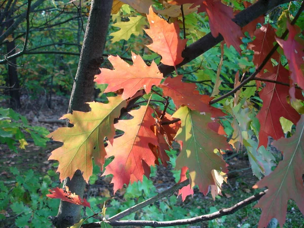 Schöne Bunte Herbstblätter — Stockfoto