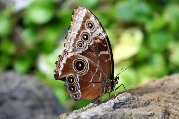 Närbild Insekter Vild Natur — Stockfoto