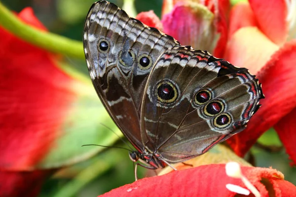 Primer Plano Mariposa Exótica Concepto Salvajismo — Foto de Stock