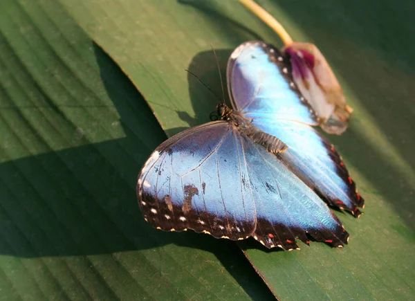 Close Exotic Butterfly Wildness Concept — Stock Photo, Image