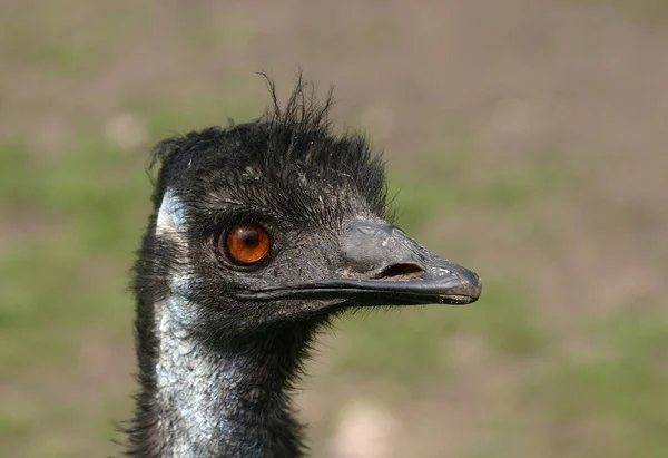 Avestruz Pássaro Animal Vida Selvagem — Fotografia de Stock