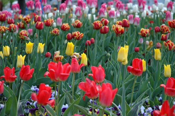 Flores Tulipa Primavera Pétalas Flora — Fotografia de Stock