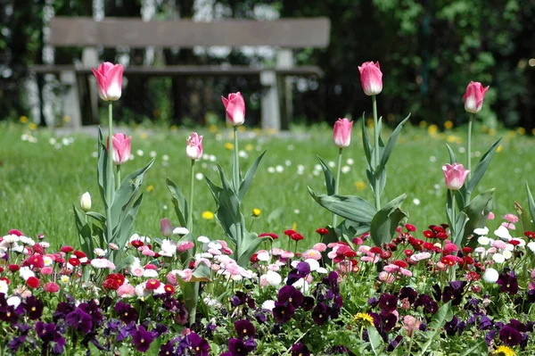 Spring Flora Foliage Tulip Flowers Petals — Stock Photo, Image