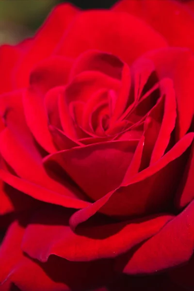 Schönheit Rote Rosenblätter Romantische Flora — Stockfoto