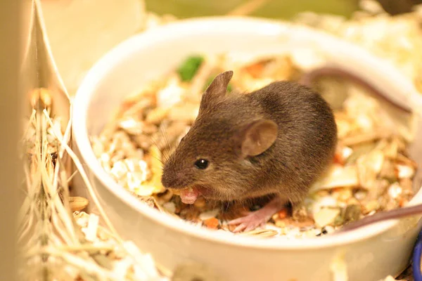 Baby Maus Aus Nächster Nähe — Stockfoto