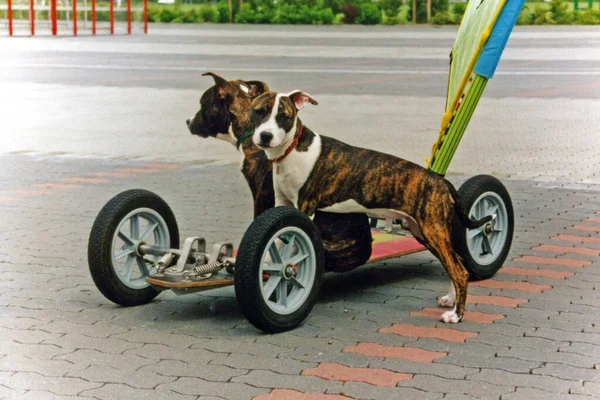 Animais Domésticos Foco Seletivo — Fotografia de Stock