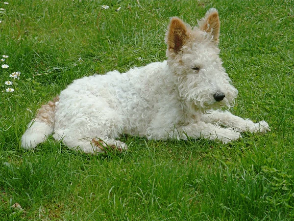 Fox Terrier Cane Animale Domestico — Foto Stock