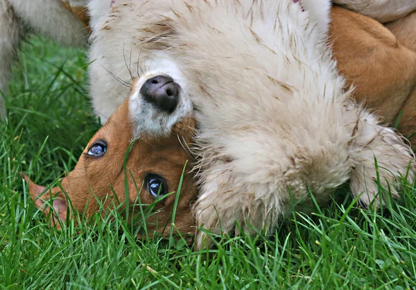Gravado Escola Cães Recuperação Caça Mistura Cão Meses Idade — Fotografia de Stock