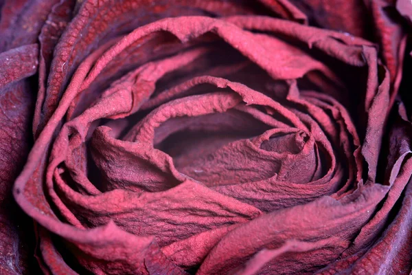 Textuur Van Roze Roos — Stockfoto