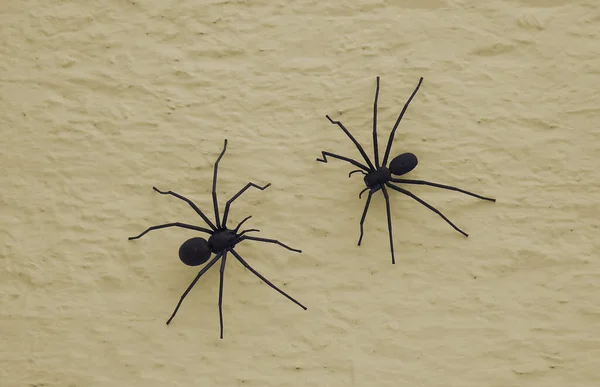 Vistos Uma Parede Casa Cada Aranha Cerca 80Cm Grande Grande — Fotografia de Stock