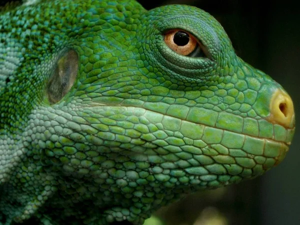 Perto Lagarto Habitat Conceito Selvageria — Fotografia de Stock