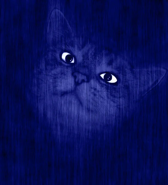 Ночью Кошки Синие — стоковое фото
