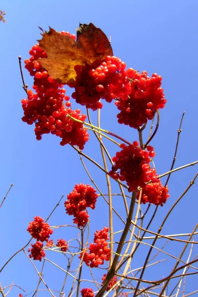 Beeren Nahaufnahme Gesundes Ernährungskonzept — Stockfoto