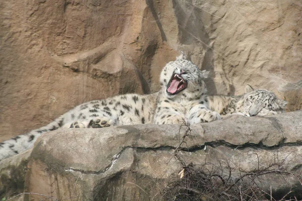 Primer Plano Los Animales Zoológico — Foto de Stock