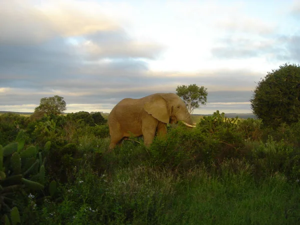 Animaux Éléphant Afrique Faune — Photo