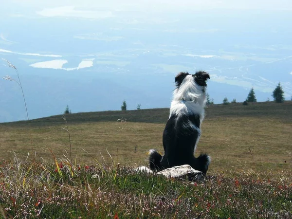狗在山上的草地上 — 图库照片