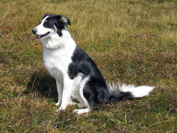 Porträtt Söt Hund — Stockfoto