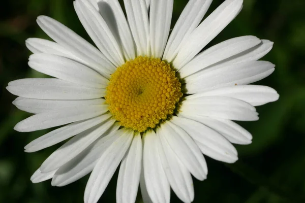 Vista Panoramica Bellissimi Fiori Marguerite — Foto Stock