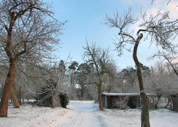 Winter Landscape Snow Covered Trees — Stock Photo, Image