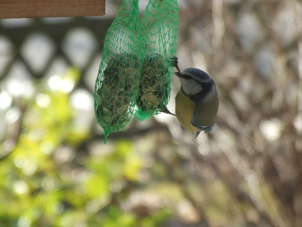 Vacker Utsikt Över Vacker Fågel Naturen — Stockfoto