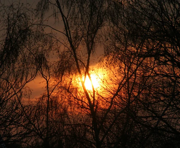 私の研究から1月末に記録された — ストック写真