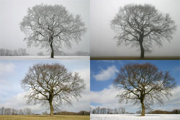Árvore Única Alternando Tempo Fevereiro — Fotografia de Stock