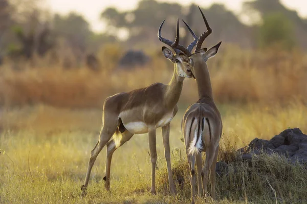 Scénický Pohled Faunu Flóru Savannah — Stock fotografie