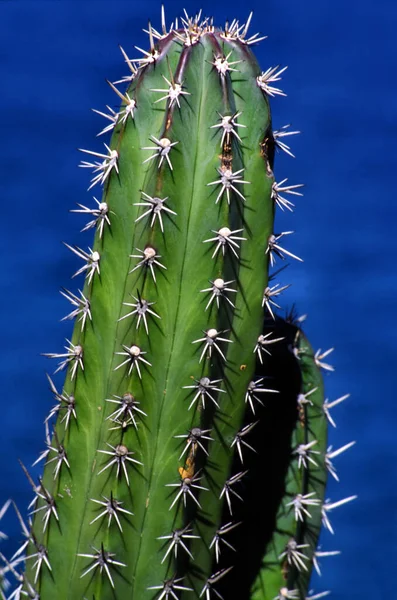 Exacte Naam Van Dit Cactussen Type Mij Helaas Niet Bekend — Stockfoto