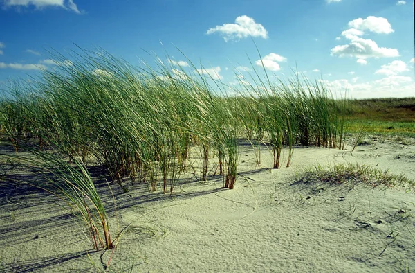 Vista Panoramica Delle Dune Focus Selettivo — Foto Stock