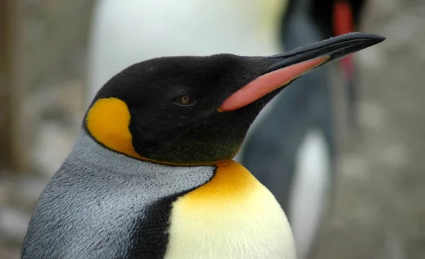 Utsikt Över Vacker Fågel Naturen — Stockfoto