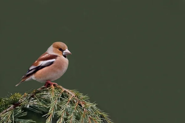 Med Sin Näbb Kärnan Biter Kan Knäcka Även Körsbär Frön — Stockfoto