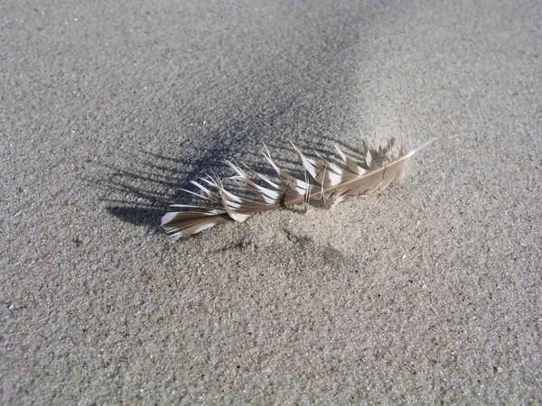 Feather Sand — Stock Photo, Image