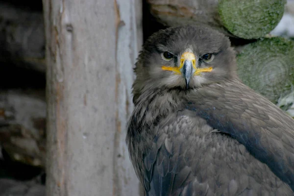 Bir Kartal Portresi — Stok fotoğraf