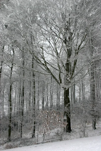 Verschneiter Laubwald Schieflage — Stockfoto