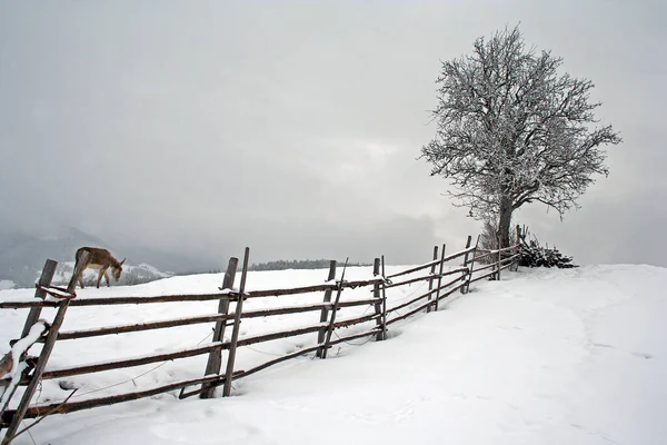 Näkymä Alto Adigeen Tai Etelä Tiroliin Koillis Italian Maakuntaan — kuvapankkivalokuva