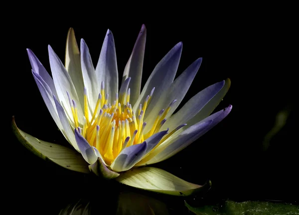 Güzel Nilüfer Çiçeğinin Yakın Görüntüsü — Stok fotoğraf