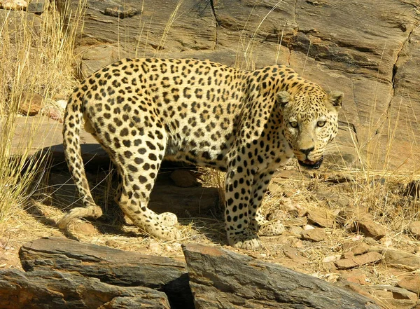 Leopardenjäger Großkatze — Stockfoto