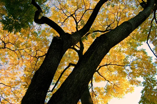 Beau Feuillage Automne Coloré — Photo