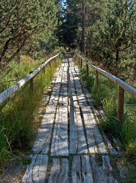 Camino Madera — Foto de Stock