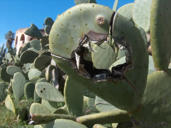 Tropische Plant Plantaardig Flora Cactus — Stockfoto